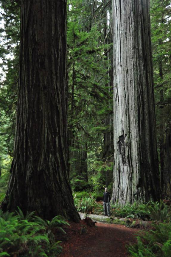 Caminhada entre as árvores gigantes do Redwood National Park, no norte da Califórnia, nos Estados Unidos
